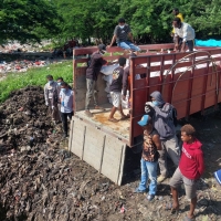 Karantina Papua Selatan Musnahkan Satu Kontainer Daging Ayam Beku Asal Surabaya
